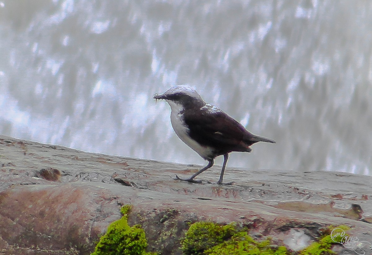 White-capped Dipper - Cesar Augusto Casas Correa