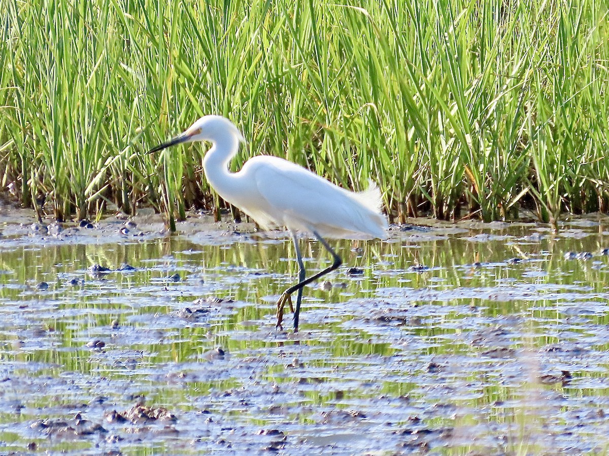 Snowy Egret - Craig Watson