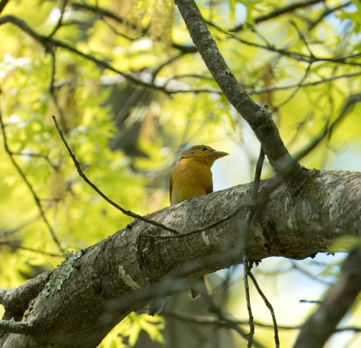 Summer Tanager - ML619006109