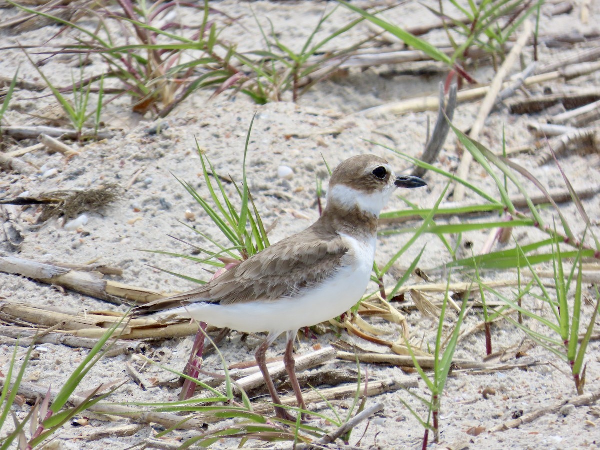 Wilson's Plover - Craig Watson