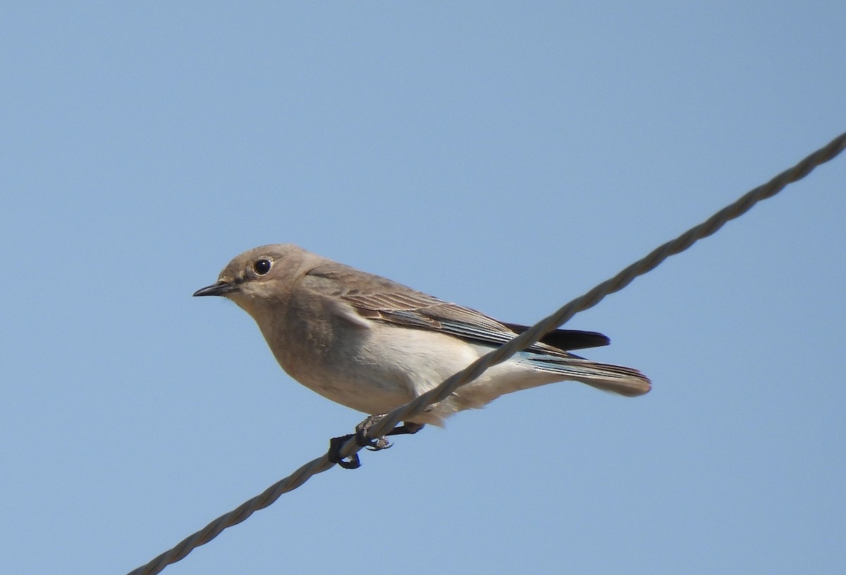 Mountain Bluebird - Jan Bradley