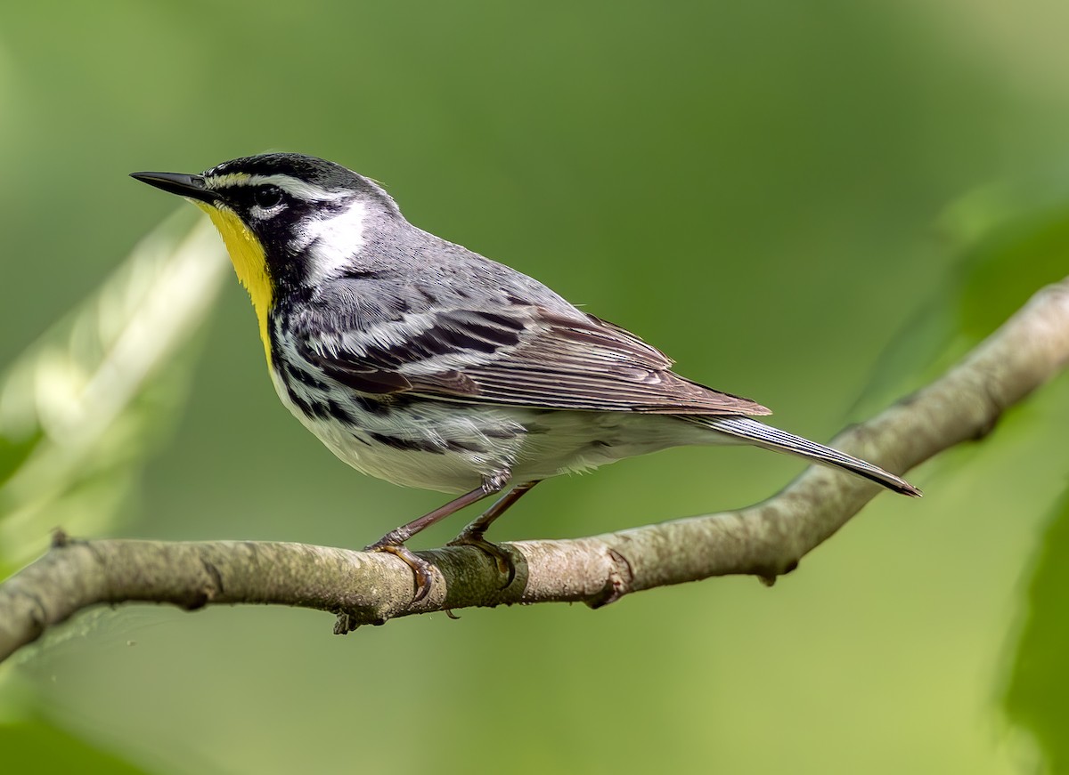 Yellow-throated Warbler (albilora) - ML619006142