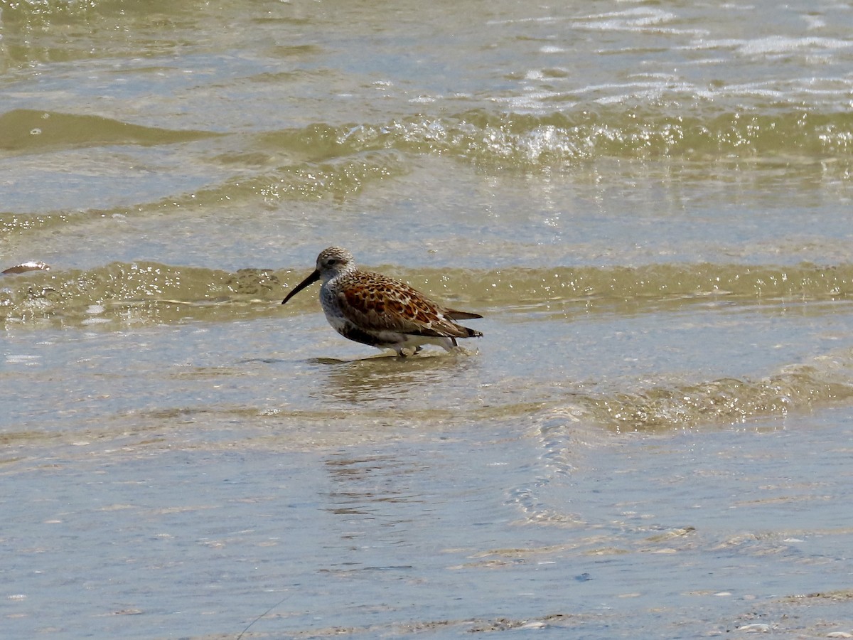 Dunlin - Craig Watson