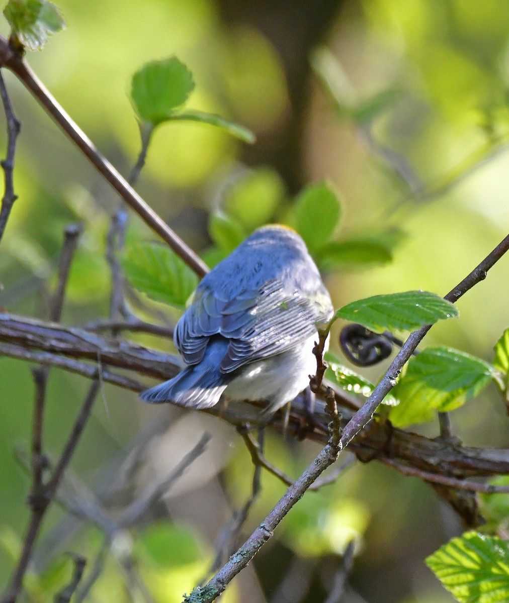 Brewster's Warbler (hybrid) - Linda Scribner