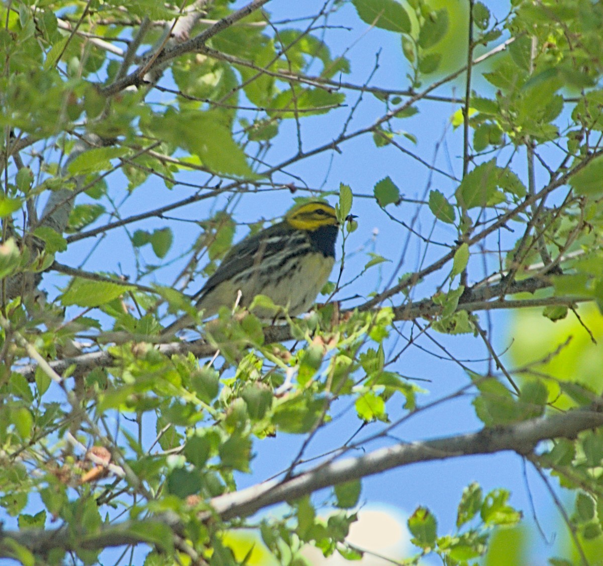 Black-throated Green Warbler - willem van vliet-