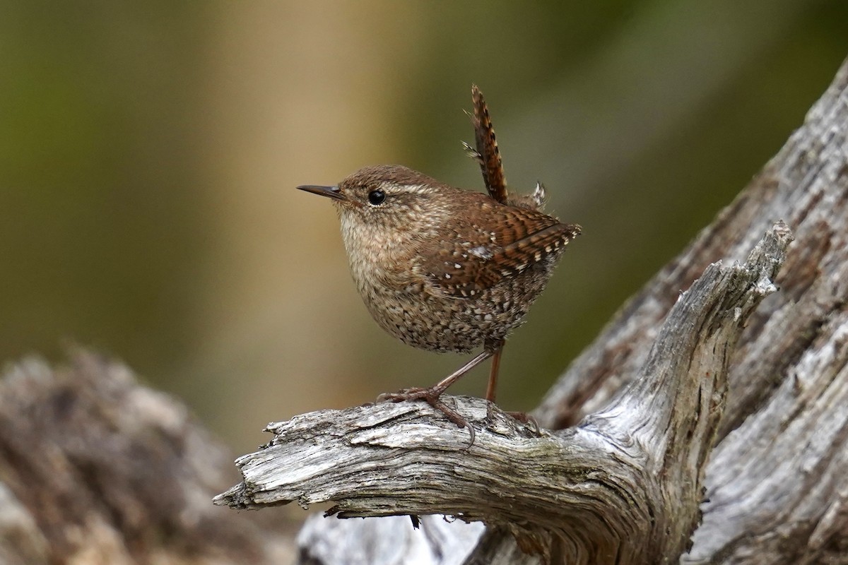 Winter Wren - ML619006201