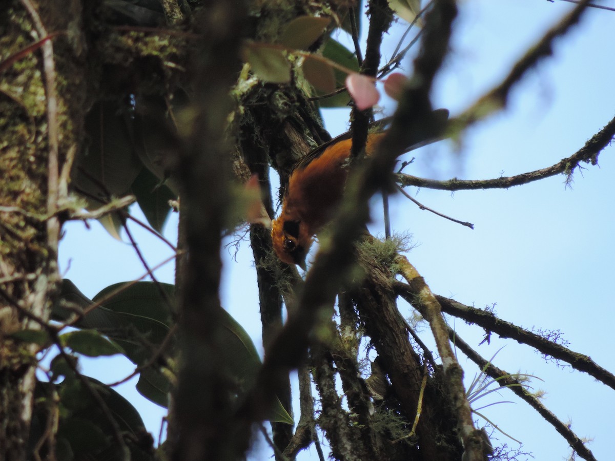 Golden Tanager - Yenny paola Rodríguez Parrado