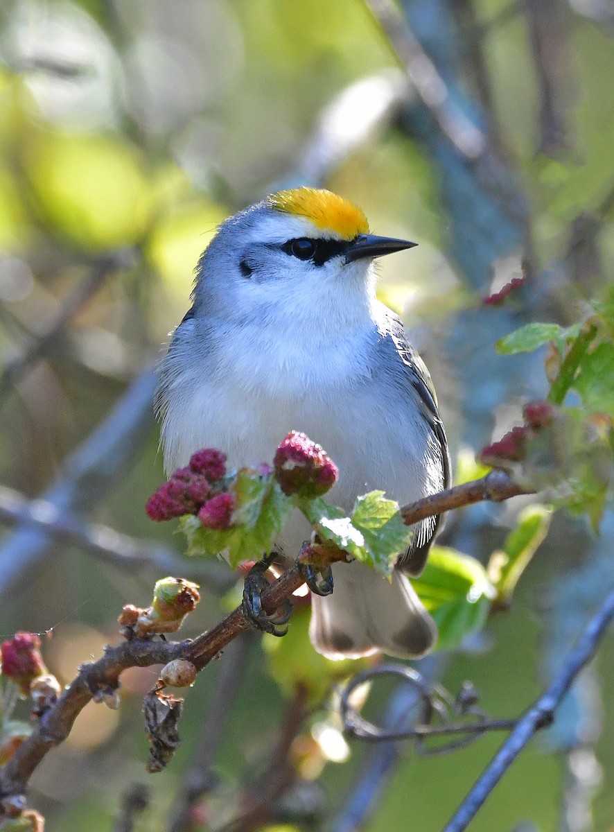 Brewster's Warbler (hybrid) - Linda Scribner