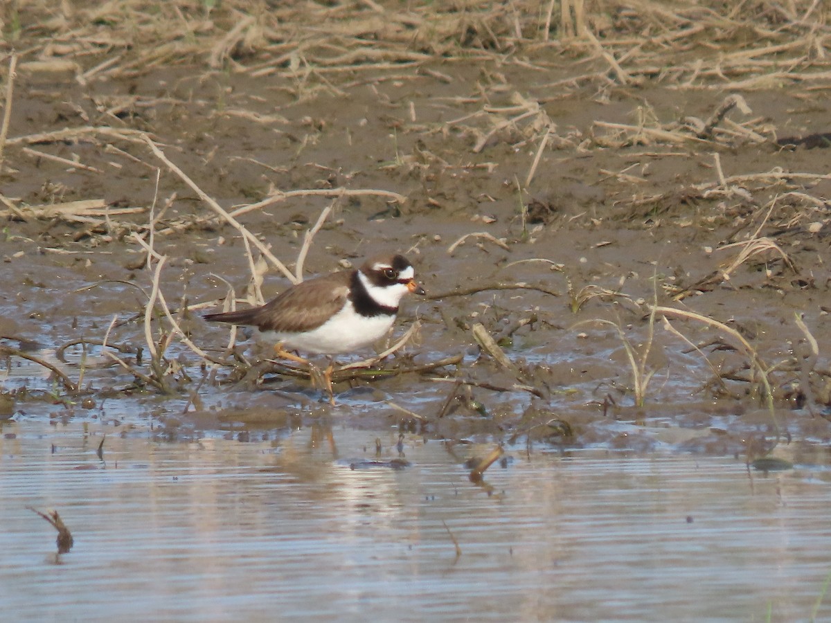 Semipalmated Plover - ML619006246