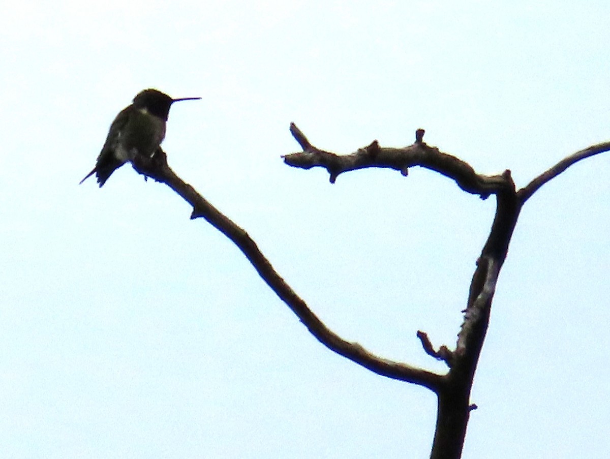 Colibri à gorge rubis - ML619006247