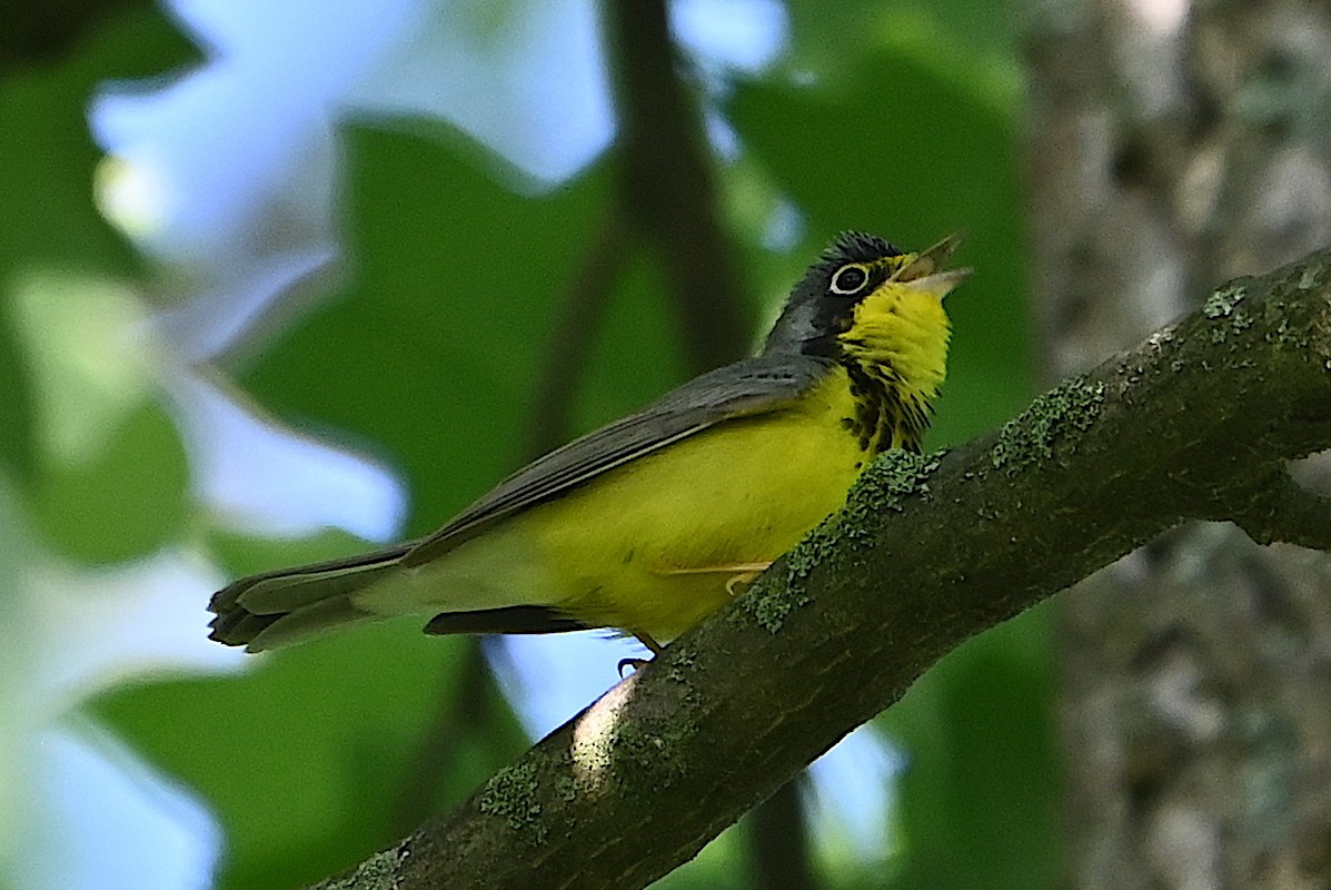 Canada Warbler - Chad Ludwig