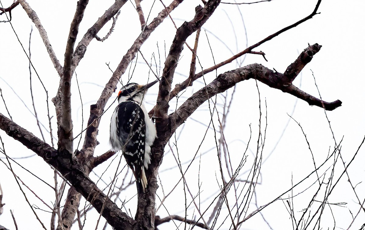 Hairy Woodpecker (Eastern) - Linda Sullivan