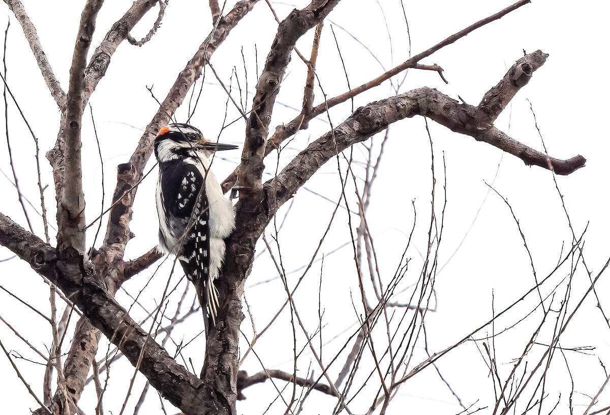 Hairy Woodpecker (Eastern) - Linda Sullivan