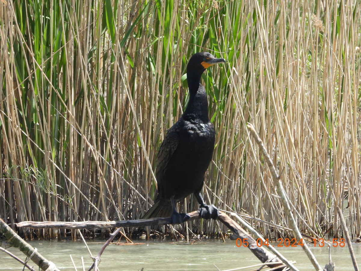 Double-crested Cormorant - ML619006276