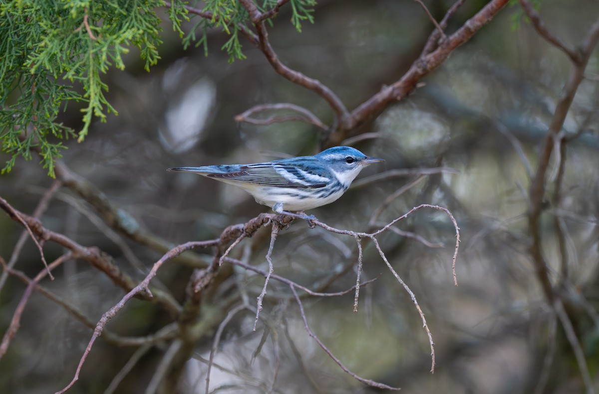 Cerulean Warbler - Tarik Shahzad