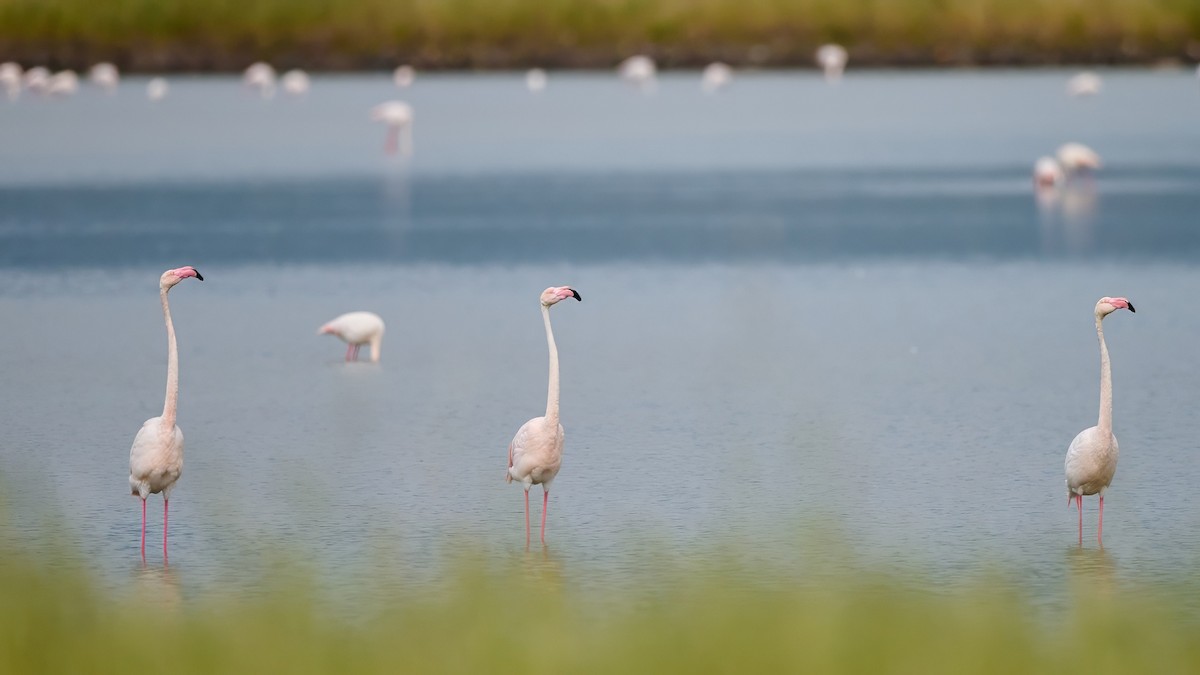 Greater Flamingo - Kraig Cawley