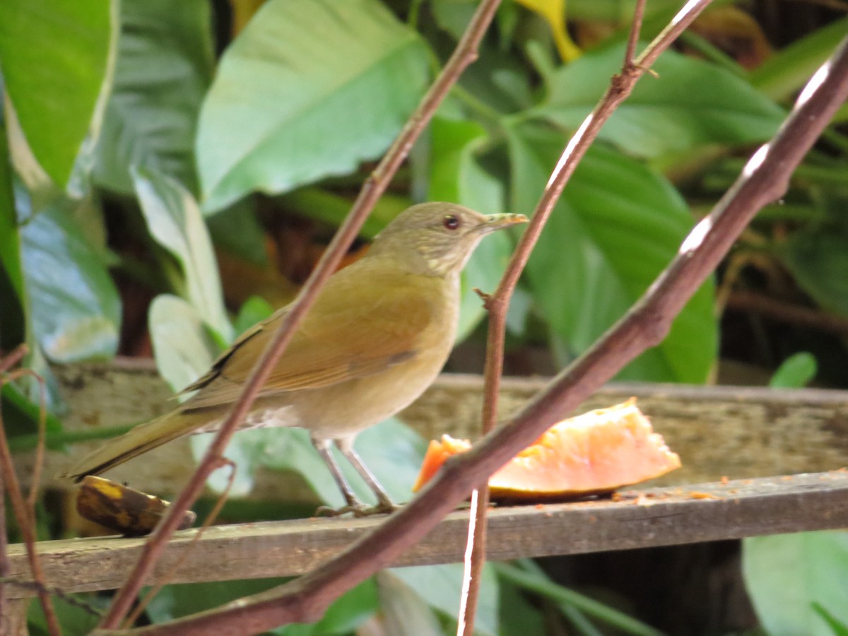 Rufous-bellied Thrush - Rosa Cartagenes