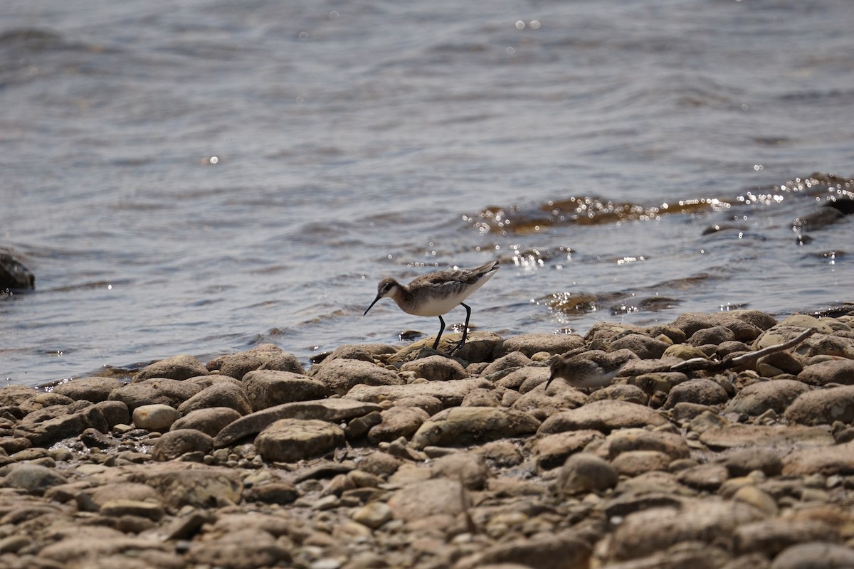 Wilson's Phalarope - ML619006344