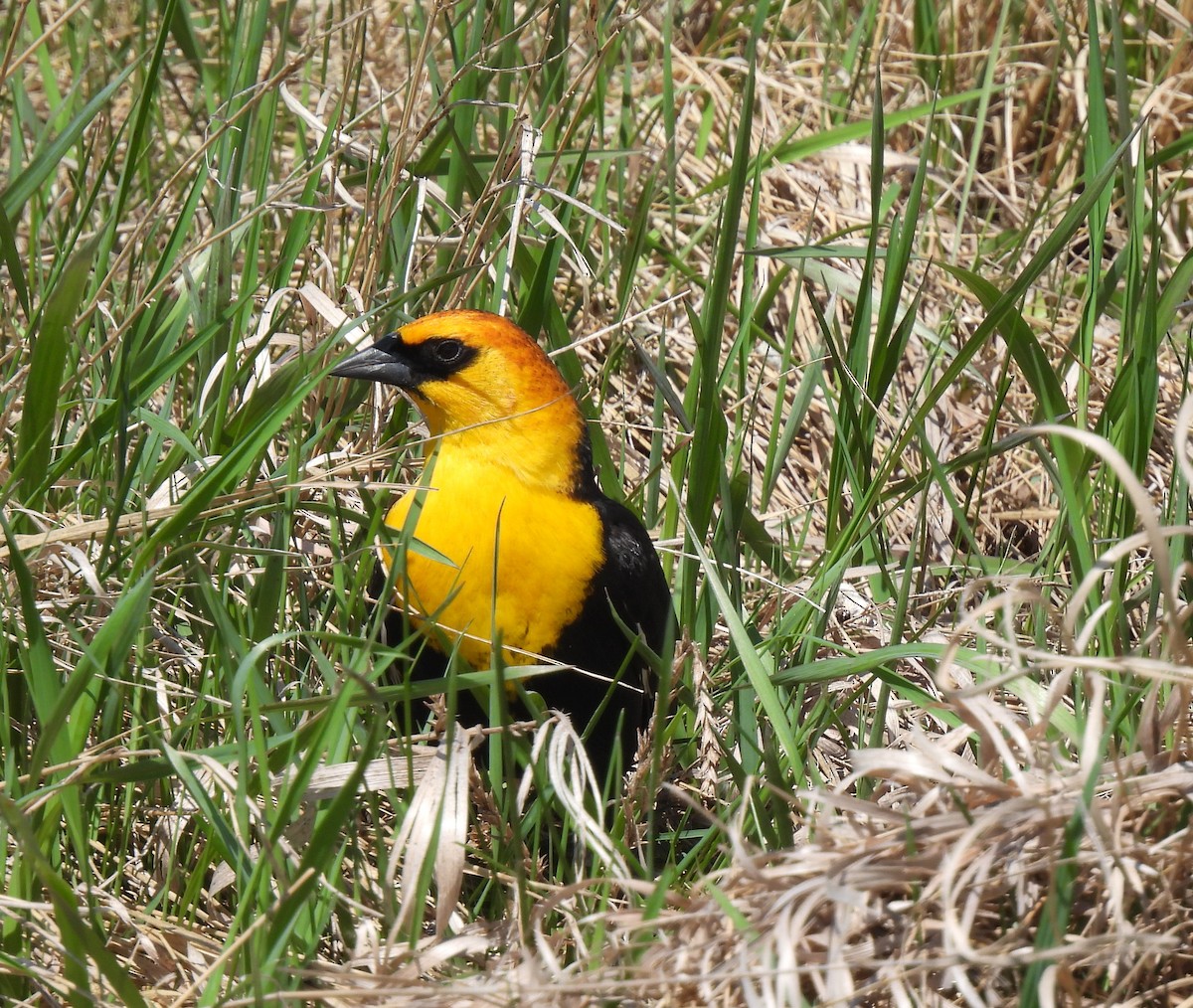 Tordo Cabeciamarillo - ML619006346