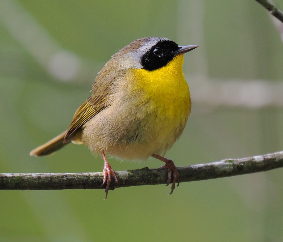 Common Yellowthroat - Ken Winkler