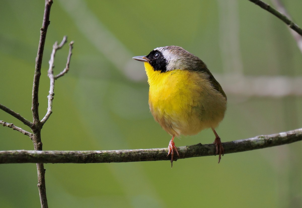 Common Yellowthroat - Ken Winkler