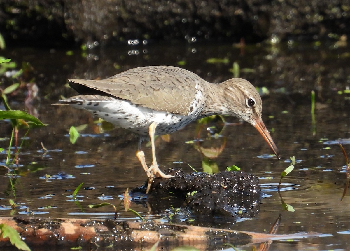 Spotted Sandpiper - ML619006373