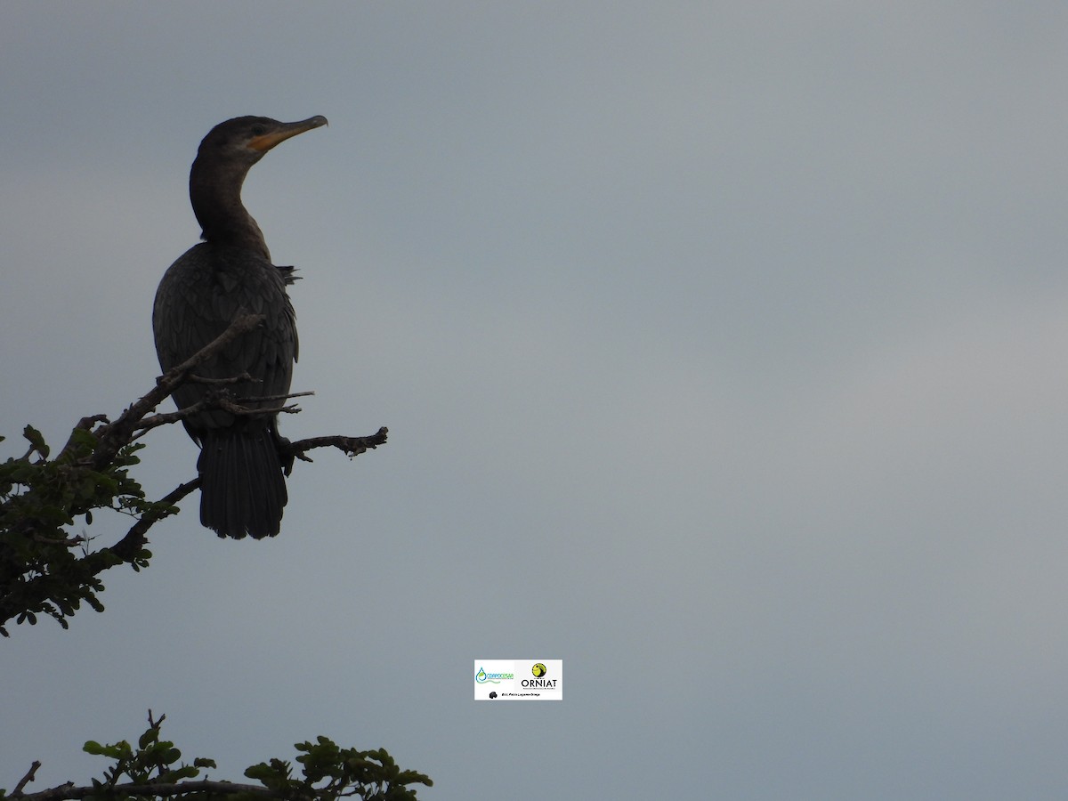 Cormorán Biguá - ML619006393