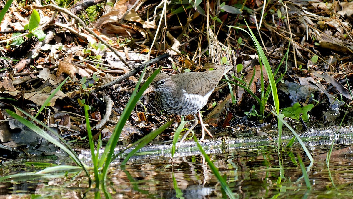 Spotted Sandpiper - ML619006395