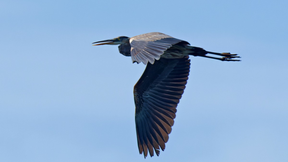 Great Blue Heron - ML619006413