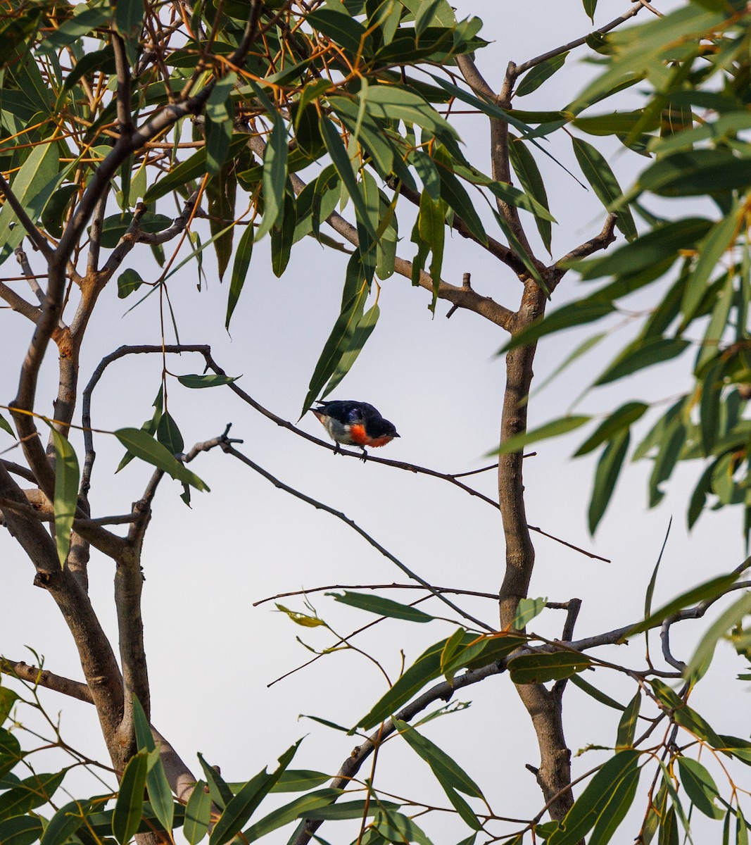 Mistletoebird - Paul Rankin