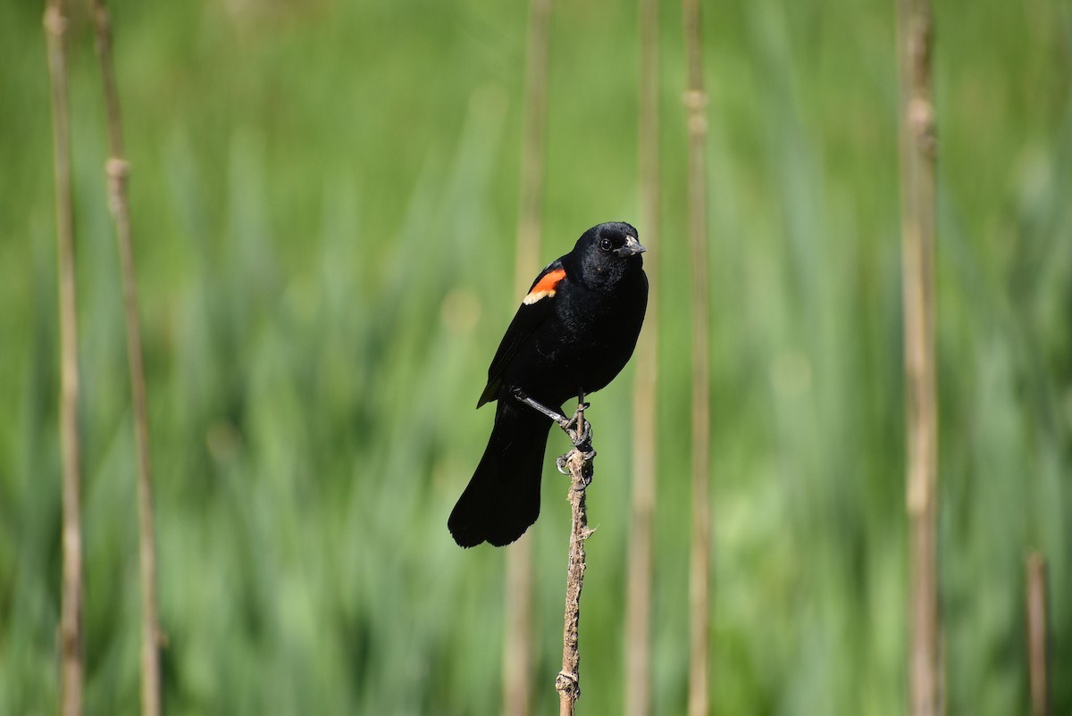 Red-winged Blackbird - Parker Bradley