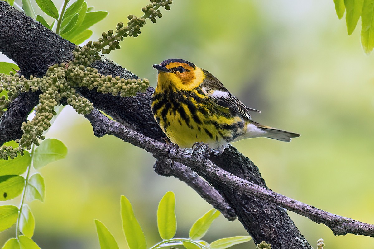 Cape May Warbler - Bradley Kane