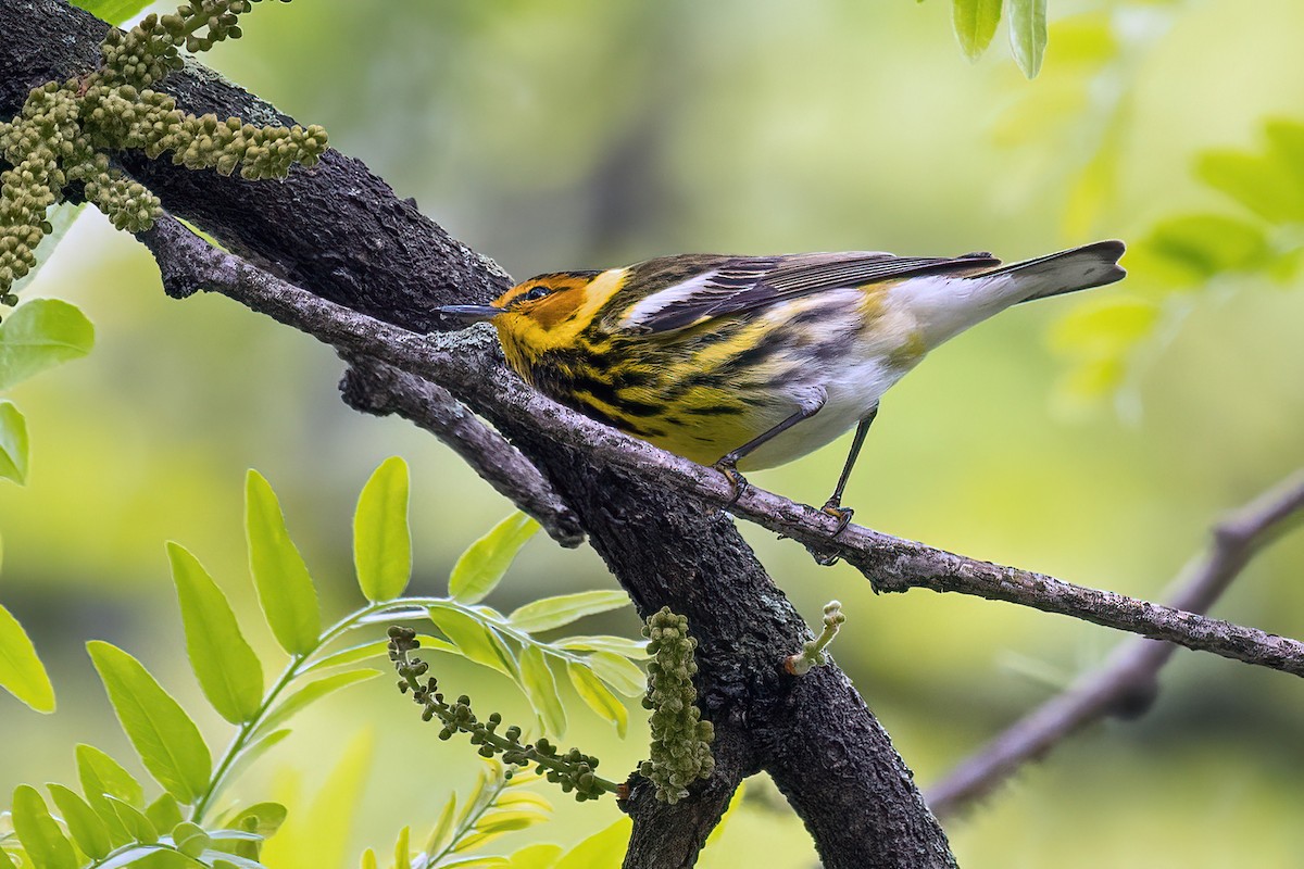 Cape May Warbler - Bradley Kane