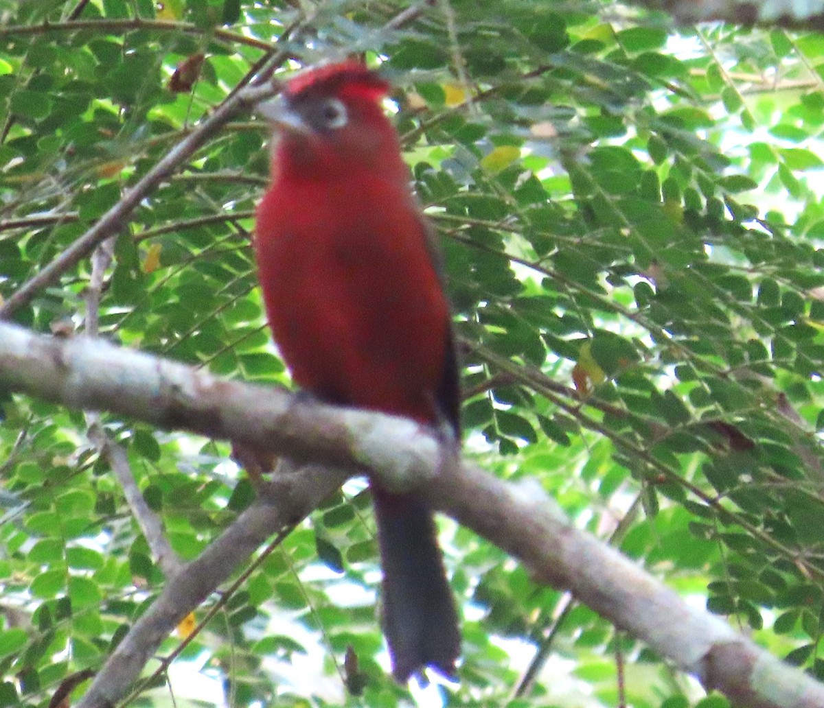 Red-crested Finch - Duston Larsen