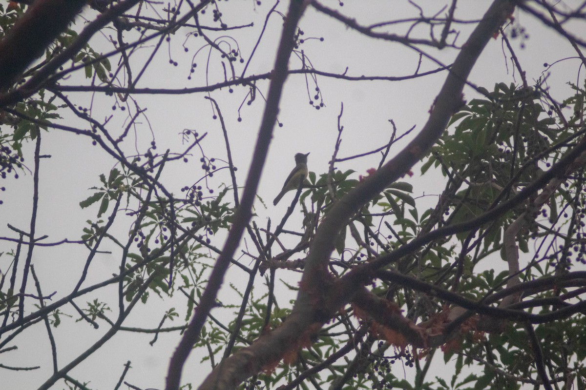 Great Crested Flycatcher - Manuel de Jesus Hernandez Ancheita