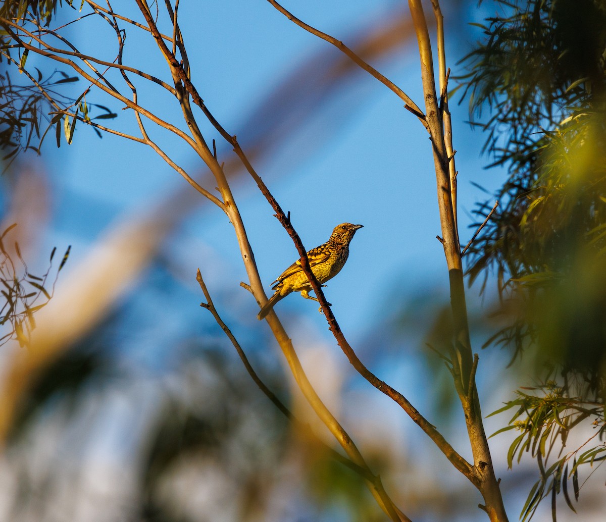 Western Bowerbird - Paul Rankin