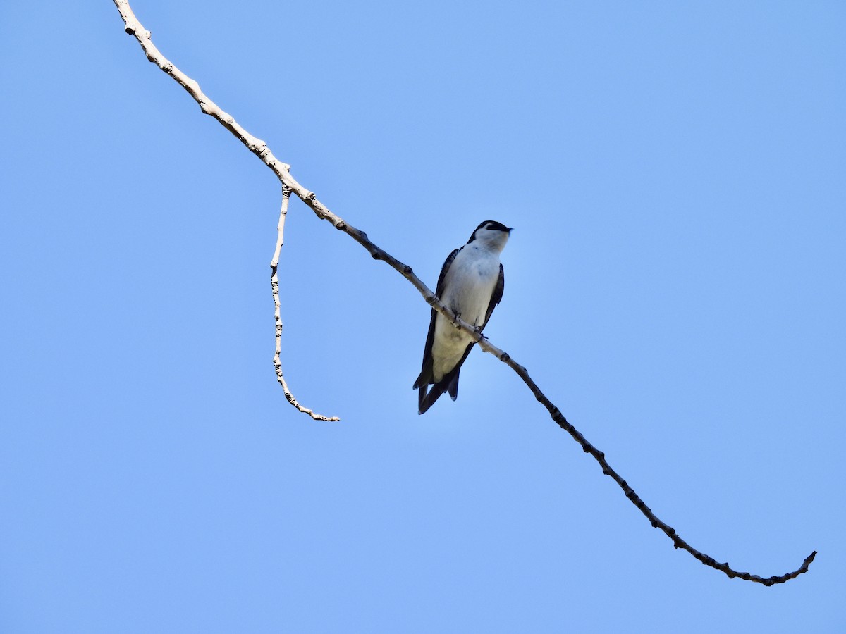 Violet-green Swallow - Laurie Miraglia