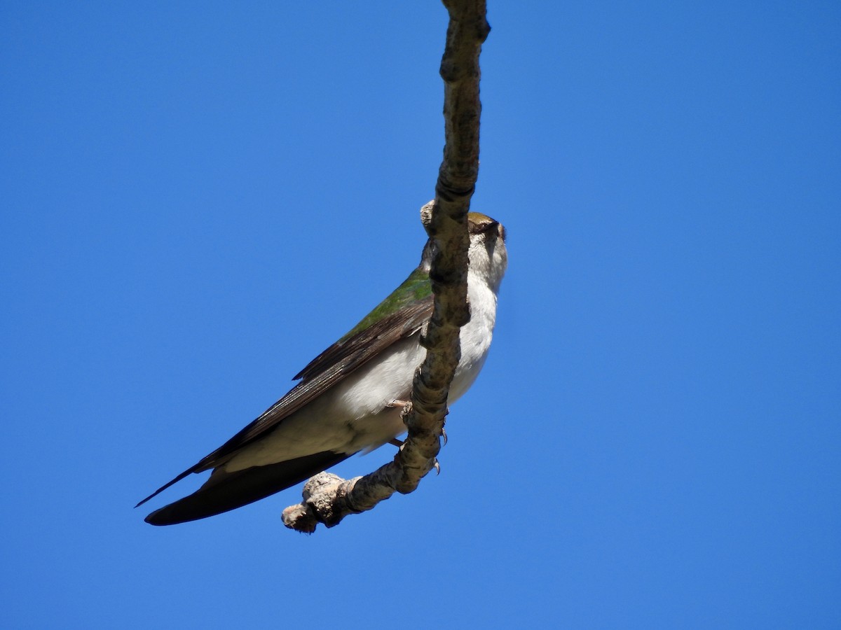 Violet-green Swallow - Laurie Miraglia