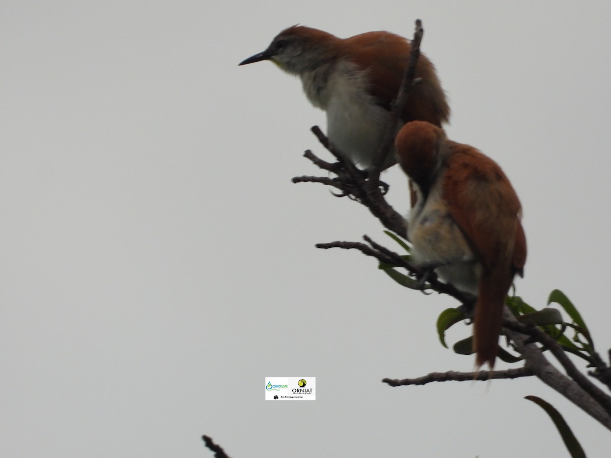 Yellow-chinned Spinetail - Pablo Cesar Lagares Ortega