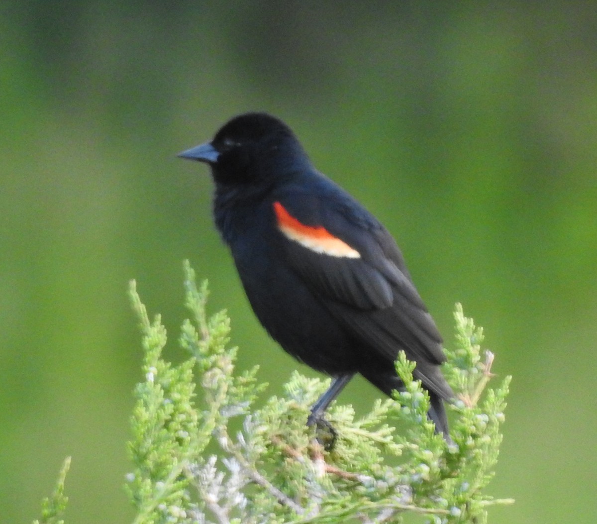 Red-winged Blackbird - Ed Escalante