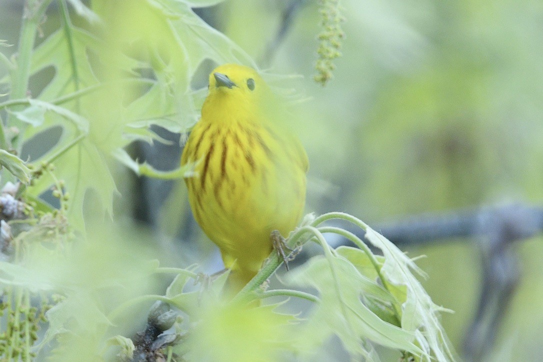 Yellow Warbler - Beth Basile