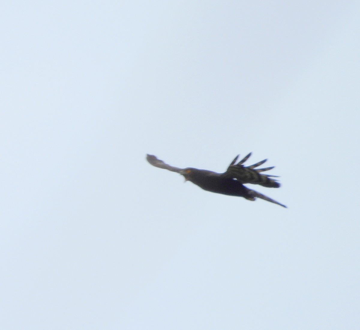 Black Hawk-Eagle - Manuel Pérez R.