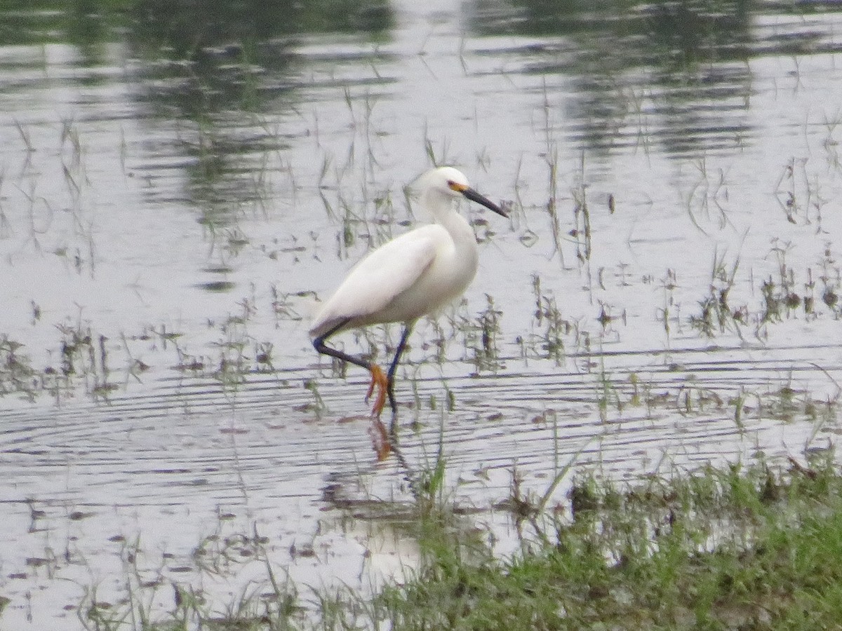 Snowy Egret - ML619006610