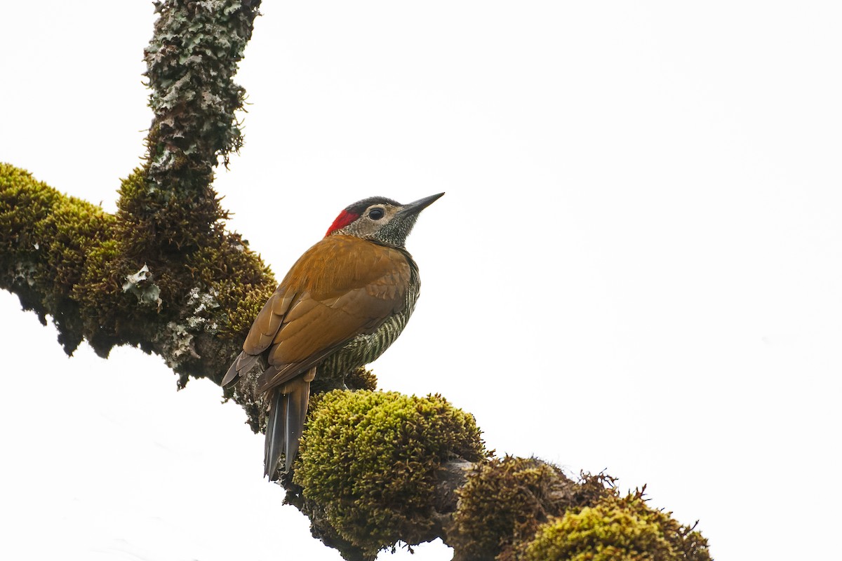 Golden-olive Woodpecker - Valentín González Feltrup