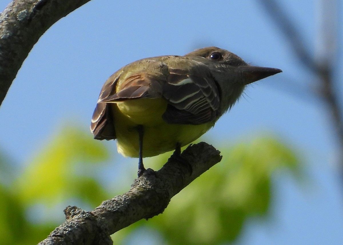 Great Crested Flycatcher - Chris Wiles