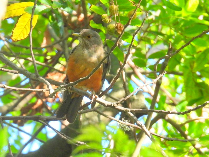 Rufous-bellied Thrush - bob butler