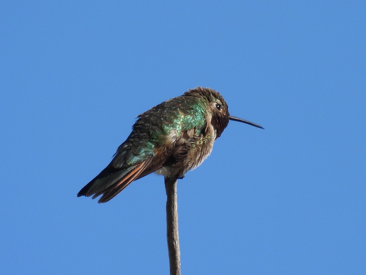 Broad-tailed Hummingbird - Laurie Miraglia