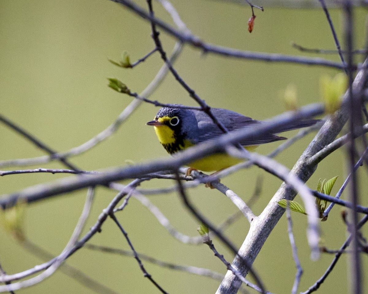 Canada Warbler - Andrew James