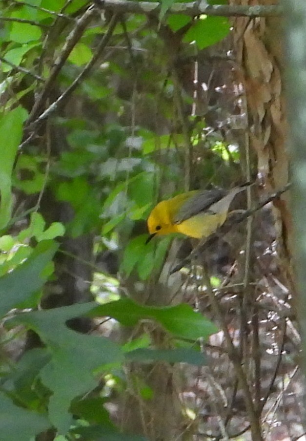 Prothonotary Warbler - Lori O'Bar