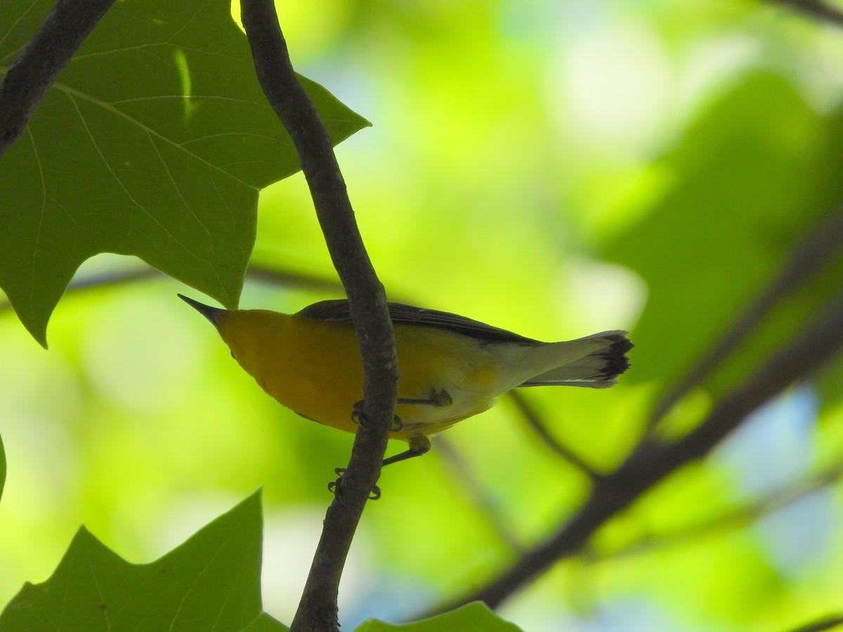 Prothonotary Warbler - Lori O'Bar